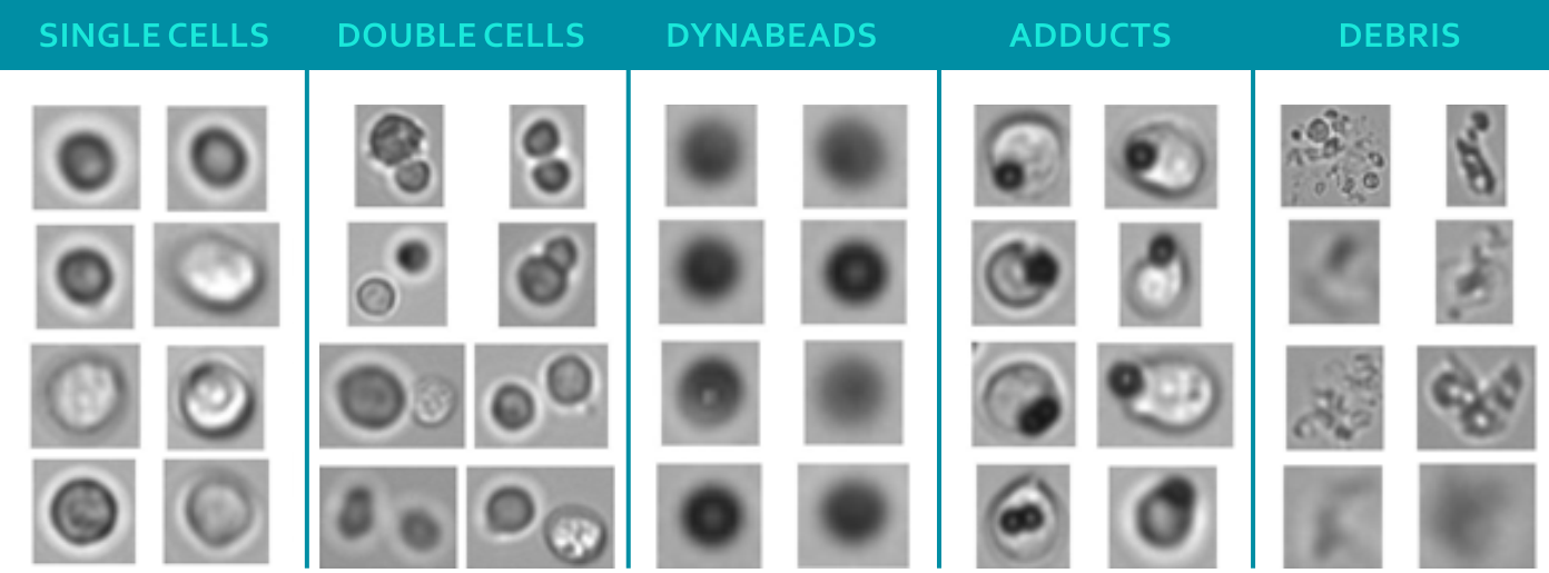 Particle images MFI FlowCam CBMPs ATMPs CAR T-Cells 