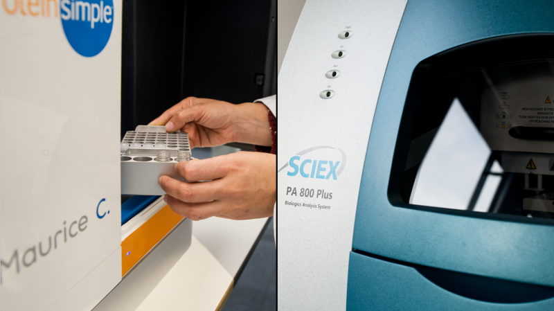 Capillary isoelectric focusing (cIEF) by ProteinSimple Maurice / iCE and Sciex PA 800 Plus 